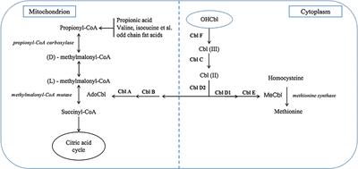 Different Pattern of Cardiovascular Impairment in Methylmalonic Acidaemia Subtypes